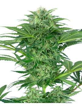 Skunk Dream CBD Femminiz. -Ja- Sensi Seeds