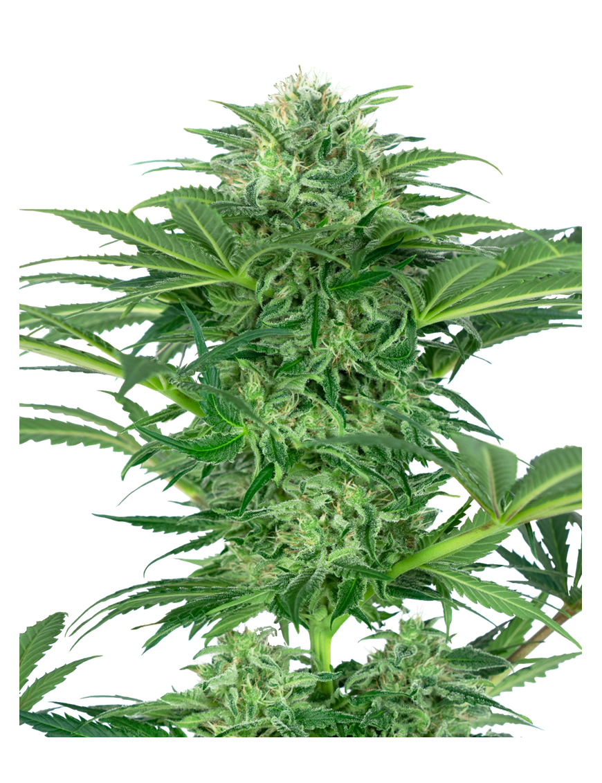 Skunk Dream CBD Femminiz. -Ja- Sensi Seeds