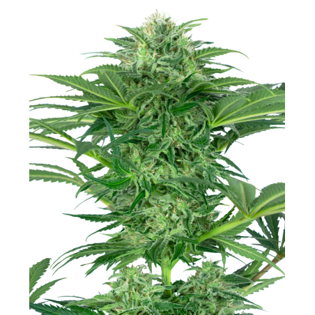 Skunk Dream CBD Femminiz. -Ja- Sensi Seeds