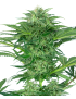 Skunk Dream CBD Femminiz. -Ja- Sensi Seeds