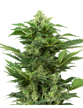 Afghan Pearl CBD Coche - Sensi Seeds