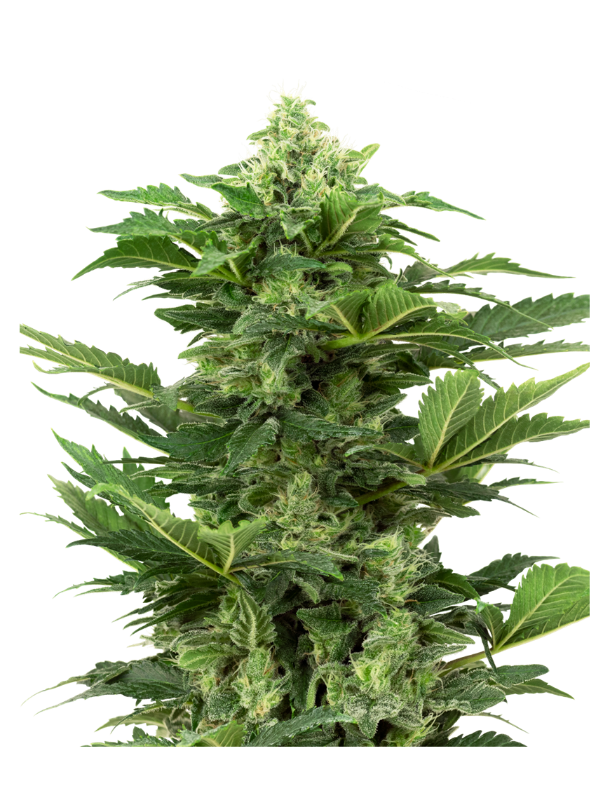 Afghan Pearl CBD Car - Sensi Seeds