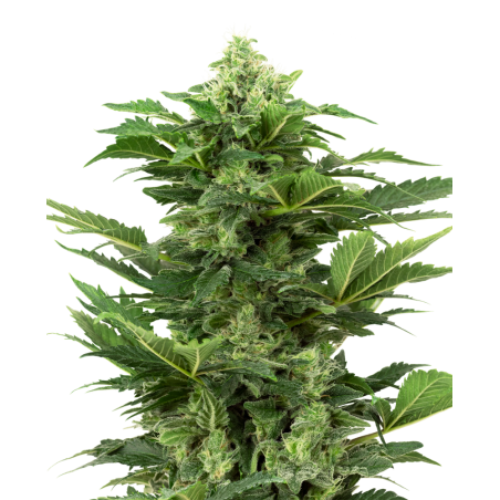 Afghan Pearl CBD Car - Sensi Seeds