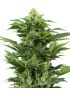 Afghan Pearl CBD Coche - Sensi Seeds