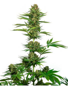 Satin Black Domina Feminiz.CBD – Sensi Seeds