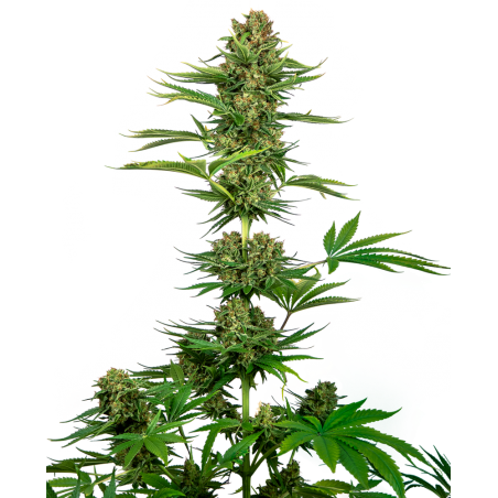 Satin Black Domina Feminiz.CBD – Sensi Seeds