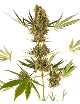 Alpine Delight CBD Coche - Sensi Seeds