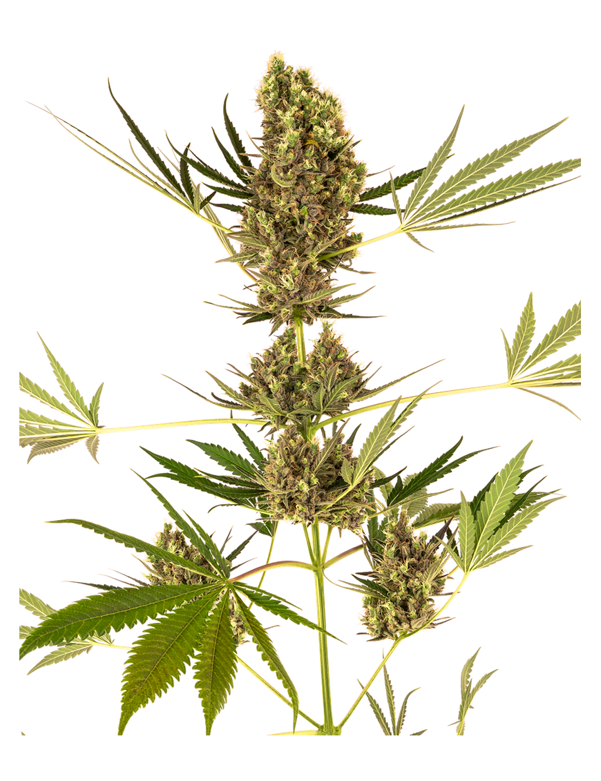 Alpine Delight CBD Car - Sensi Seeds