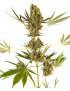 Alpine Delight CBD Car - Sensi Seeds