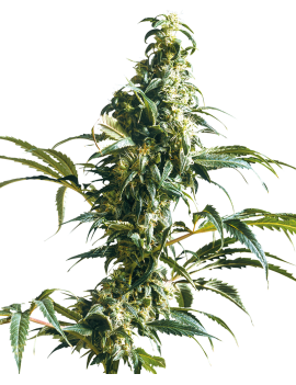 Mexicano Sativa Reg. 10 Semi - Sensi Seeds