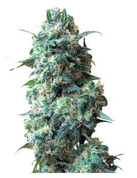 Afghan Kush Reg. 10 Samen –...