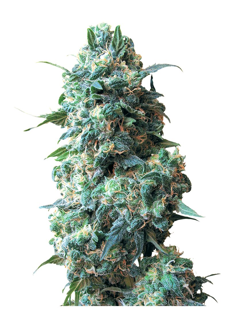 Afghan Kush Reg. 10 Samen – White Label