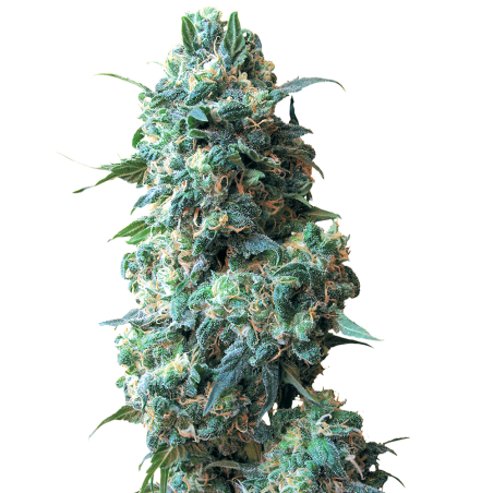 Afghan Kush Reg. 10 Samen – White Label