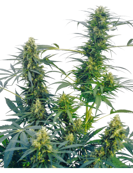 Gusto Reg. 10 Semi - Sensi Seeds