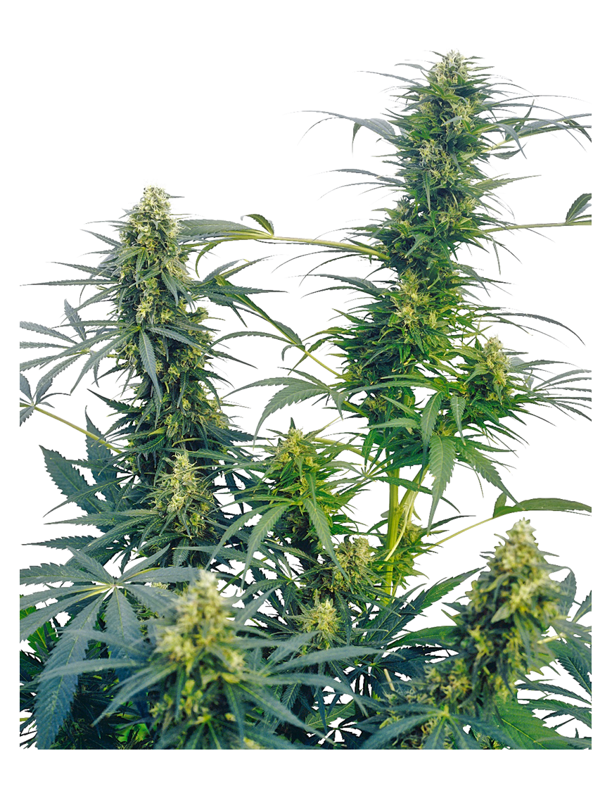 Gusto Reg. 10 Semi - Sensi Seeds