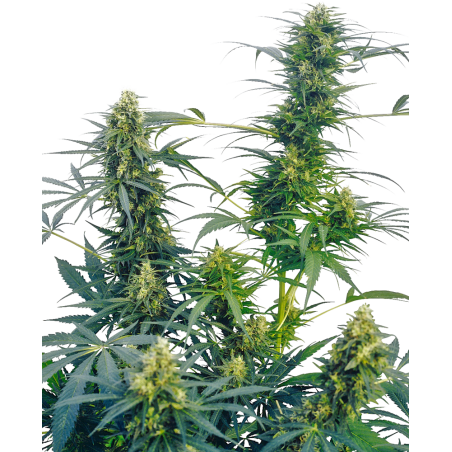 Gusto Reg. 10 Semi - Sensi Seeds