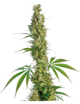 Eagle Bill Reg. 10 Samen - Sensi Seeds