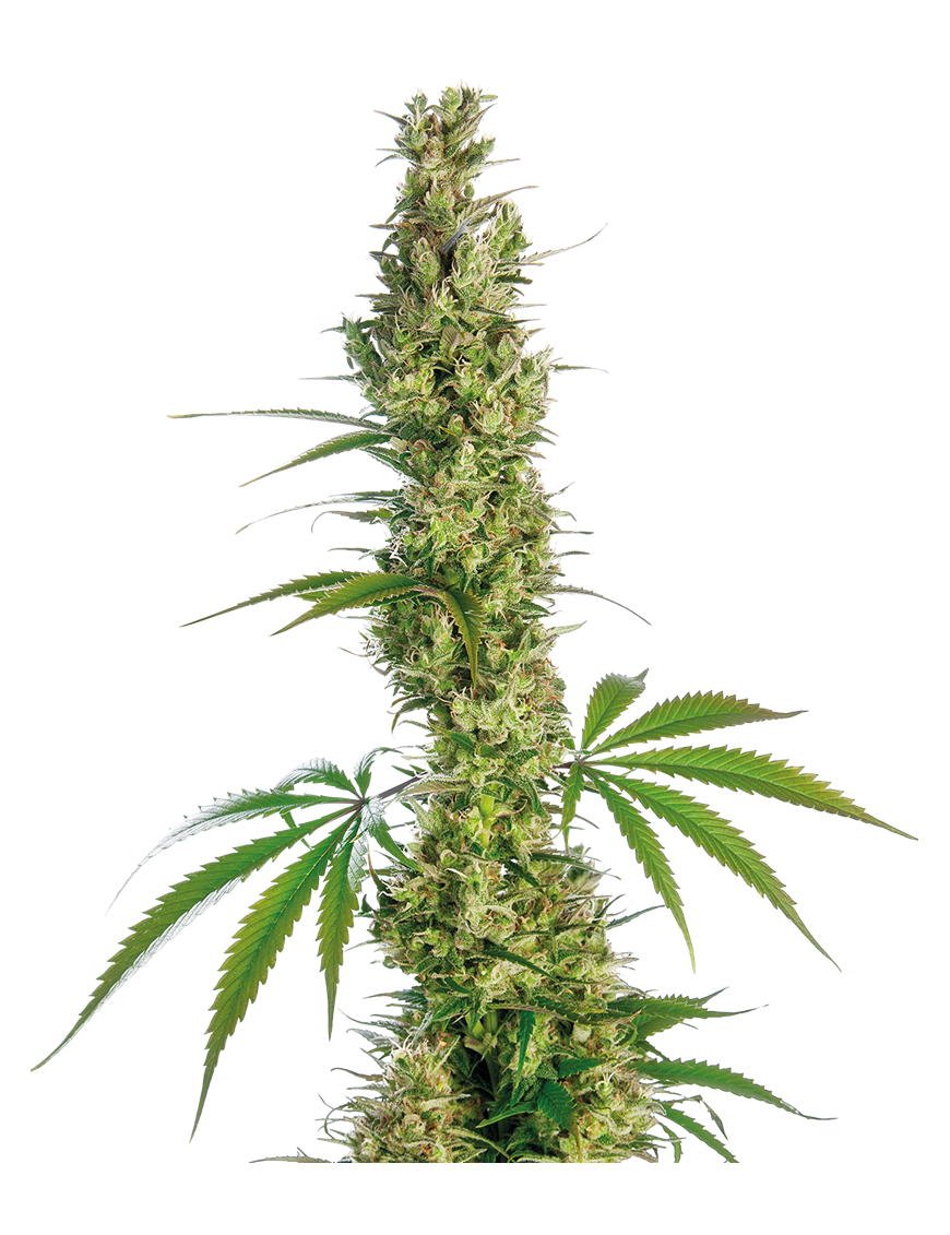 Eagle Bill Reg. 10 Samen - Sensi Seeds