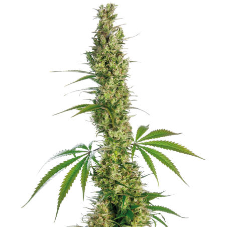 Eagle Bill Reg. 10 Samen - Sensi Seeds