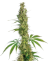 Eagle Bill Reg. 10 Samen - Sensi Seeds