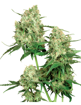 Maple Leaf Indica Reg. 10 Samen - Sensi Seeds