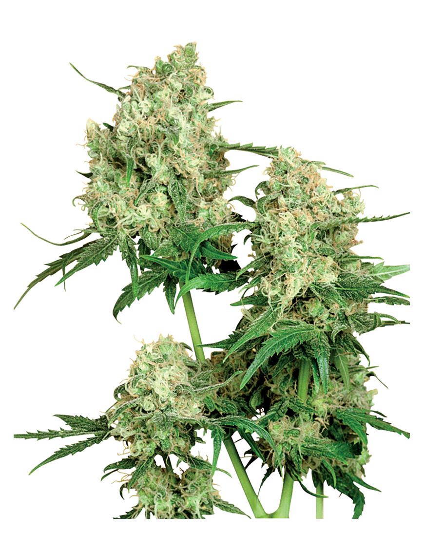 Maple Leaf Indica Reg. 10 Samen - Sensi Seeds