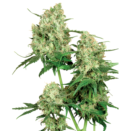 Maple Leaf Indica Reg. 10 Samen - Sensi Seeds