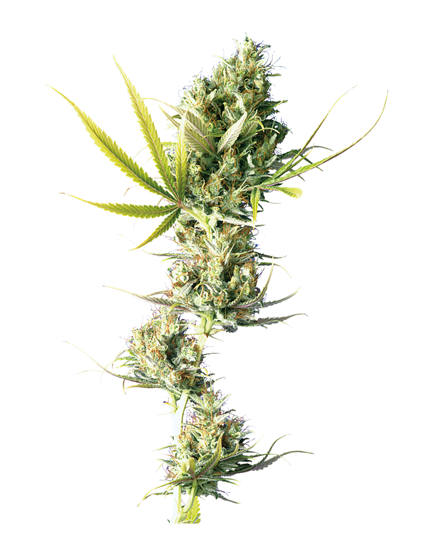 Durban Reg. 10 Seeds - Sensi Seeds