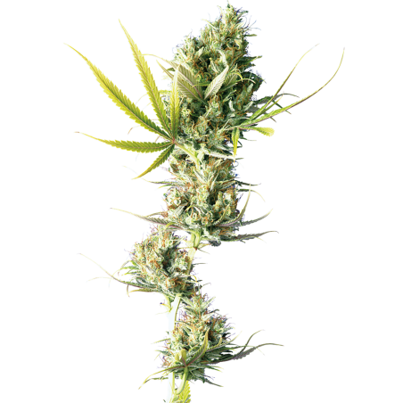 Durban Reg. 10 Seeds - Sensi Seeds