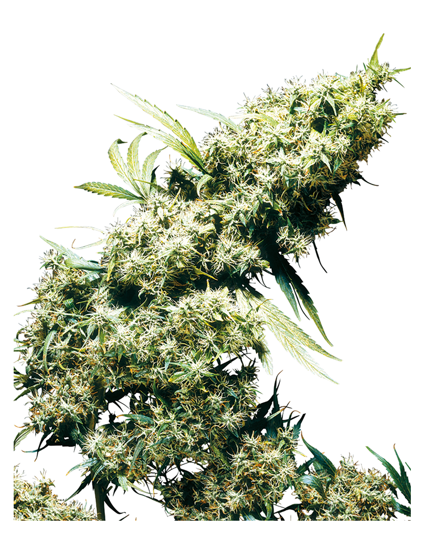 Jamaican Pearl Reg. 10 Seeds - Sensi Seeds