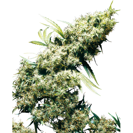 Jamaican Pearl Reg. 10 Seeds - Sensi Seeds