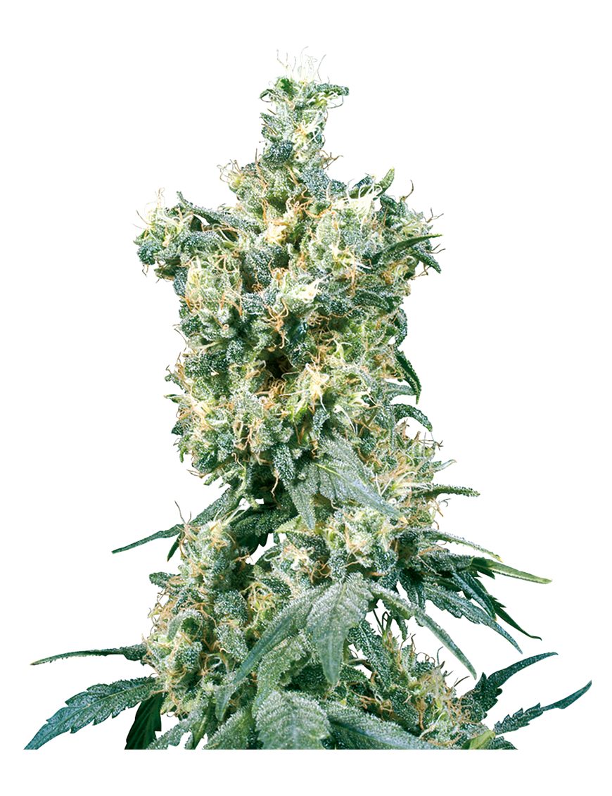 American Dream Reg. 10 Seeds - Sensi Seeds