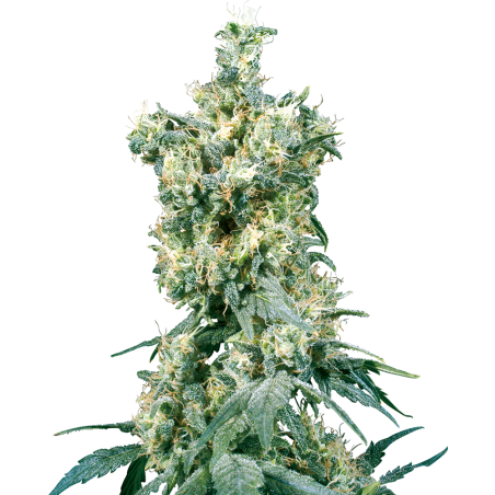 American Dream Reg. 10 Seeds - Sensi Seeds