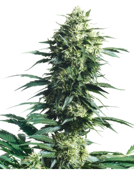 Mutter's Finest Reg..- Sensi Seeds