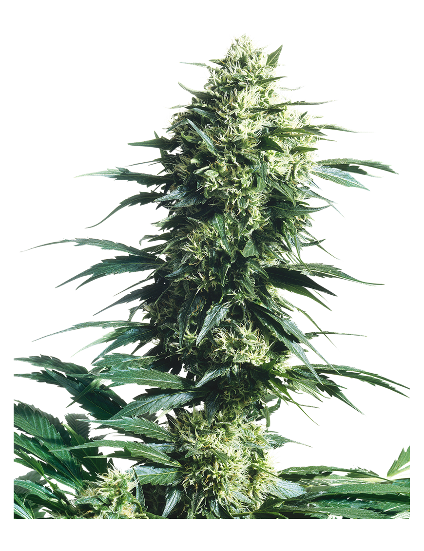 Mother's Finest Reg. 10 Seeds - Sensi Seeds