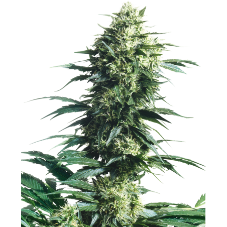 Mother's Finest Reg. 10 Semi - Sensi Seeds