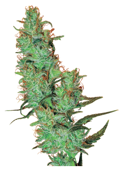 Jack Herer Reg. 10 Samen –...