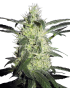 Silver Haze Reg. 10 Seeds - Sensi Seeds