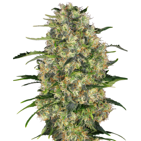 Black Domina Reg. 10 Seeds - Sensi Seeds