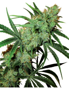 Jugo De Frutas Reg. 10 Semillas - Sensi Seeds