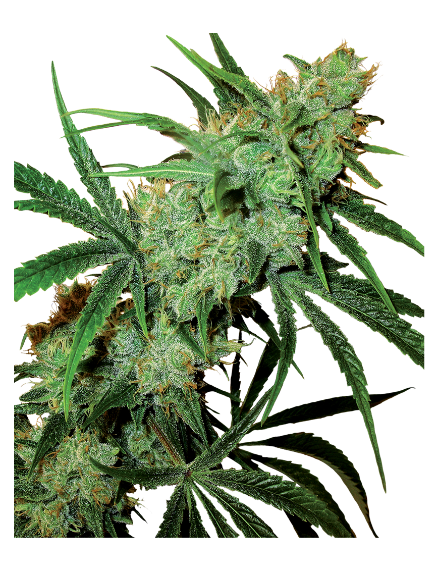 Fruity Juice Reg. 10 Seeds - Sensi Seeds