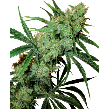 Fruity Juice Reg. 10 Seeds - Sensi Seeds