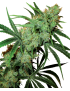 Fruchtiger Saft Reg. 10 Semi - Sensi Seeds