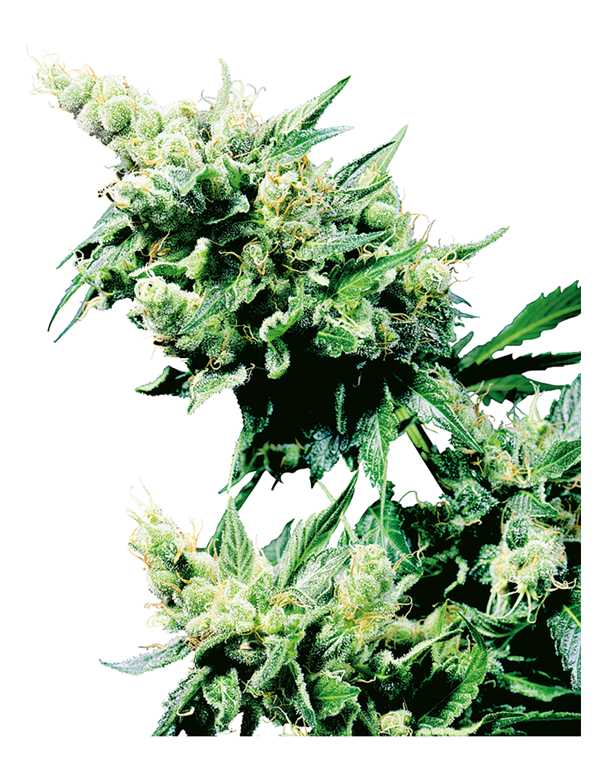 Hash Plant Reg. 10 Semi - Sensi Seeds