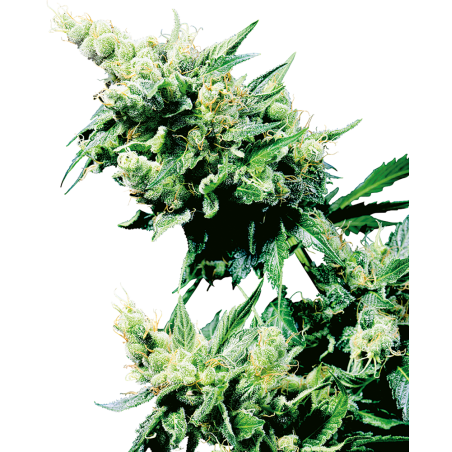 Hash Plant Reg. 10 Semi - Sensi Seeds