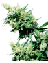 Hash Plant Reg. 10 Seeds - Sensi Seeds