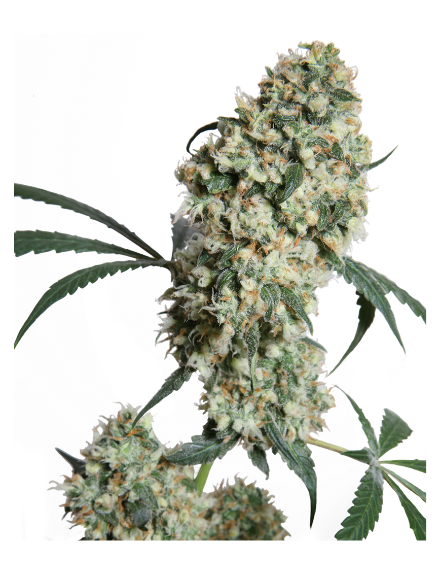 Ed Rosenthal Super Bud Reg. 10 Samen - Sensi Seeds