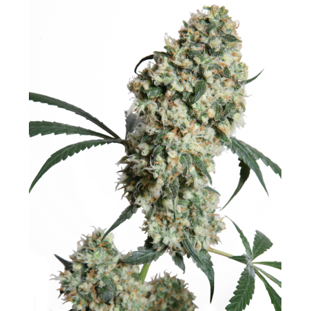 Ed Rosenthal Super Bud Reg. 10 Samen - Sensi Seeds