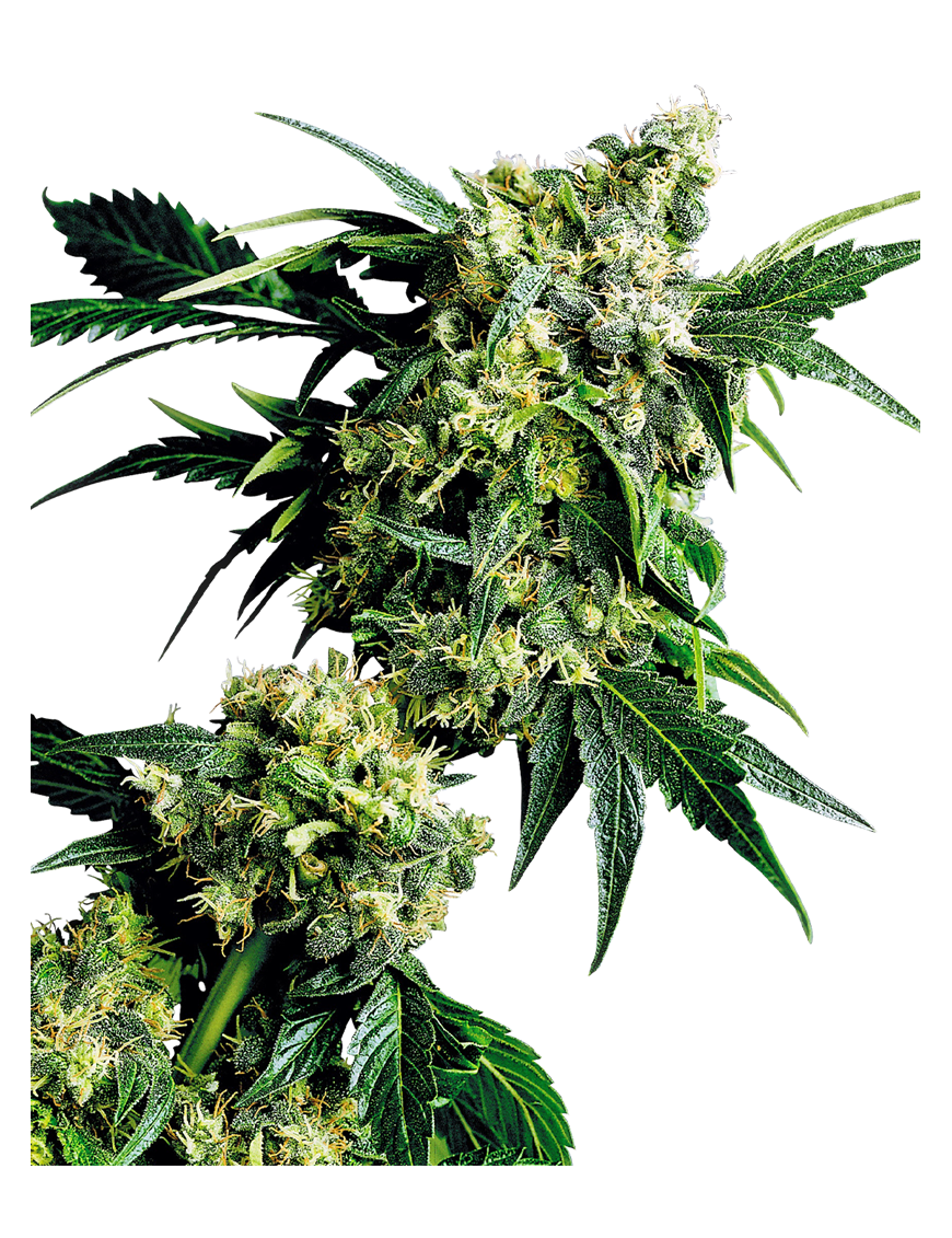 Herr Nice G13 X Hash Plant Reg. 10 Semi - Sensi Seeds