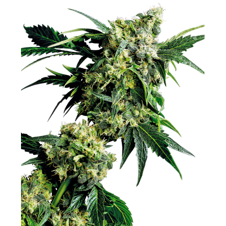 Mr Nice G13 X Hash Plant Reg. 10 Seeds - Sensi Seeds